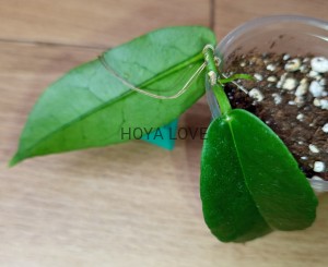 Hoya kaimuki