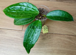 Hoya sp. mount rimau