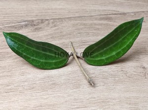 Hoya sp. mount rimau