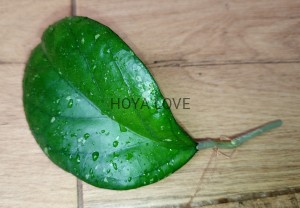Hoya priktai