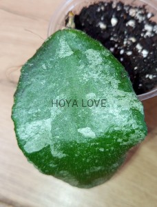 Hoya caudata malaysia