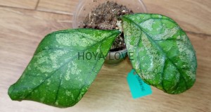 Hoya surprise