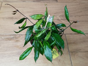Hoya lacunosa royal flush