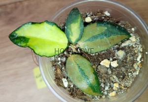 Hoya caudata variegata