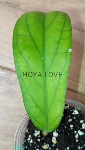 Hoya golden eye