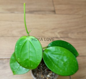 Hoya sp. da lat round leaves