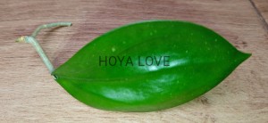 Hoya sp. da lat round leaves