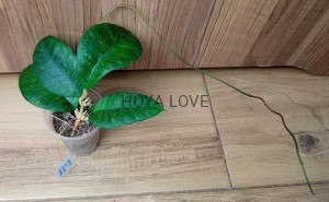 Hoya sp. ivory mountain borneo