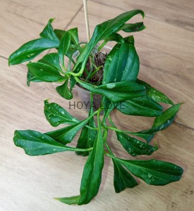 Hoya nicholsoniae satin ghost