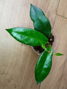 Hoya kaimuki