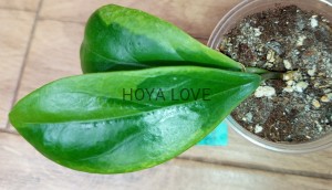 Hoya incrassata albomarginata eclipse