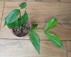 Hoya polyneura broget