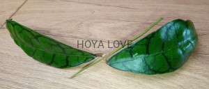  Hoya callistophylla short leaves