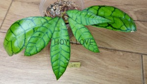 Hoya callistophylla short leaves