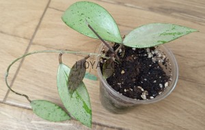 Hoya snow cui silver