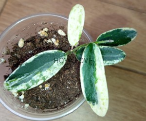 Hoya lyi prism
