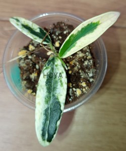 Hoya lyi prism
