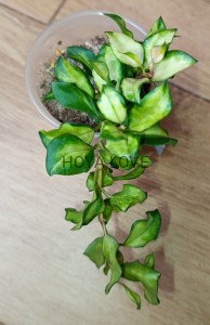  Hoya lacunosa bruno tricolor