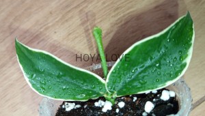 Hoya polyneura albomarginata