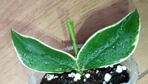 Hoya polyneura albomarginata Hoya Love by Agnes