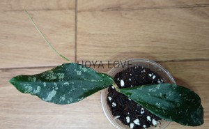 Hoya phuwuaensis