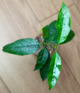 Hoya multiflora speckles