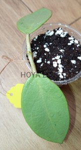 Hoya silver dollar
