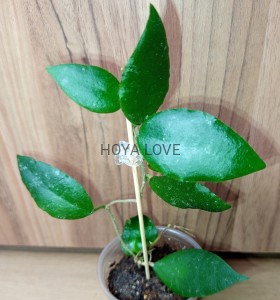 Hoya caudata sumatra