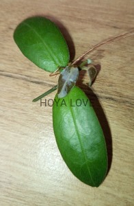 Hoya inflata