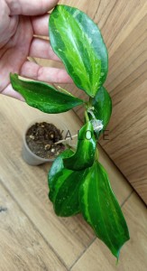 Hoya macrophylla bai bur