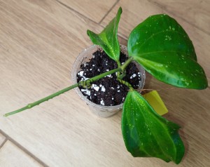 Hoya macrophylla bai bur