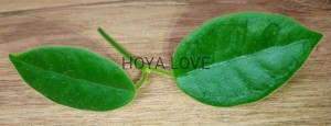 Hoya lauterbachii