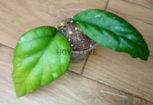 Hoya cv. elephant AH027