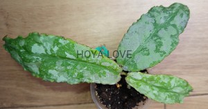 Hoya undulata silver