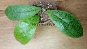 Hoya forbesii silver