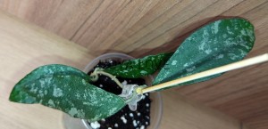 Hoya phuwuaensis