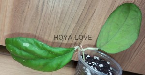 Hoya priktai