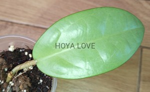 Hoya silver dollar