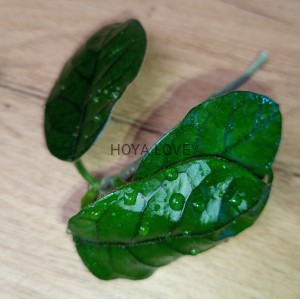 Hoya aff. villosa cao dang vietnam