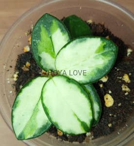 Hoya mathilde variegata