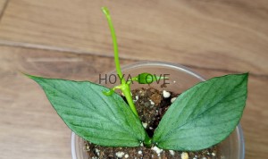 Hoya polyneura broget