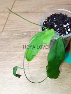 Hoya pimentaliana= cygayanensis