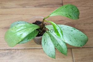 Hoya pubicalyx pink silver ghost