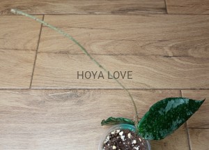 Hoya caudata malaysia