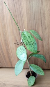 Hoya silver dollar