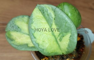 Hoya carnosa argentea princess