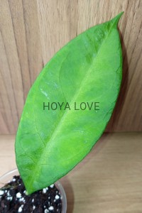 Hoya fauziana ssp. angulata