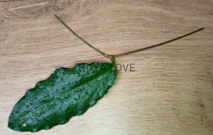 Hoya versteegii