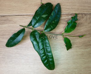  Hoya mappigera sabah (yellow corona)