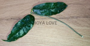 Hoya mappigera sabah (yellow corona)